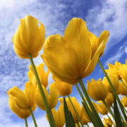 Keukenhof, tulip park in Amsterdam